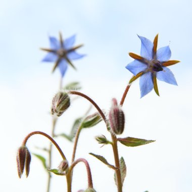 Borage flowers (starflower) clipart