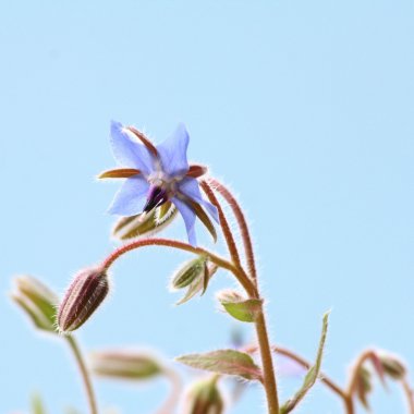 Hodan çiçekler (starflower)