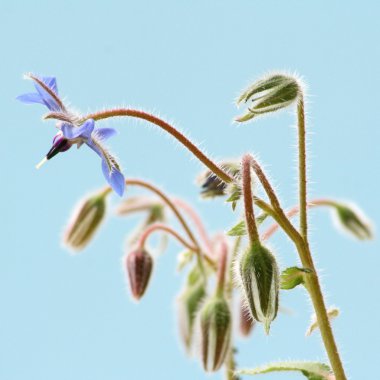 Hodan çiçekler (starflower)