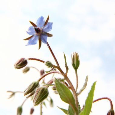 Borage flowers clipart