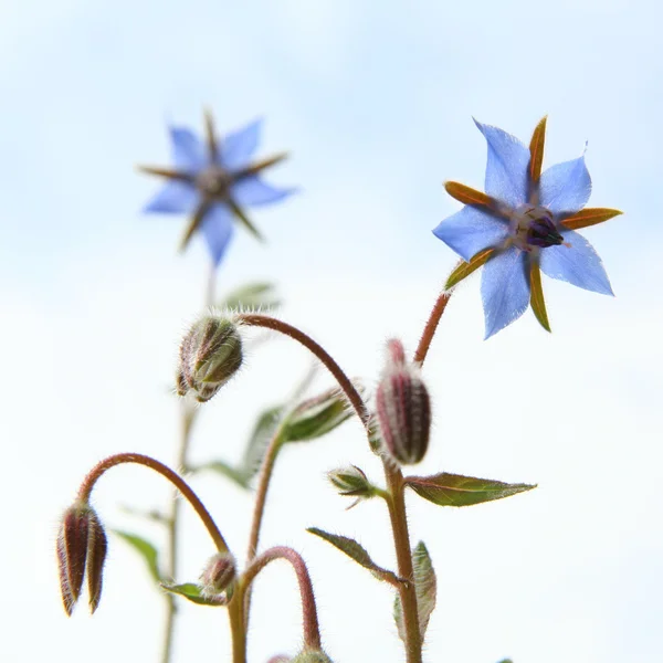 Borage flowers (starflower) — Stock Photo, Image