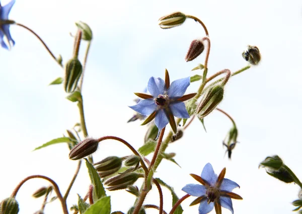 Kwiaty z ogórecznika (starflower) z niebieski niebo w tle — Zdjęcie stockowe