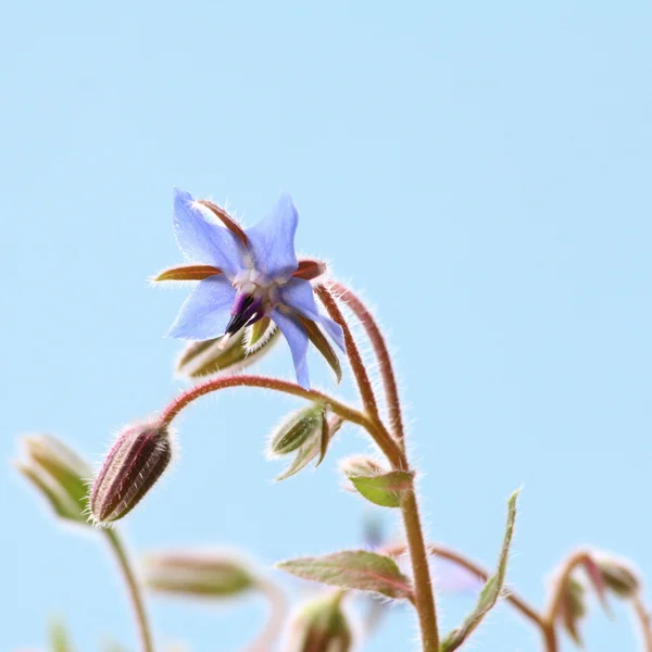 Kwiaty z ogórecznika (starflower) — Zdjęcie stockowe