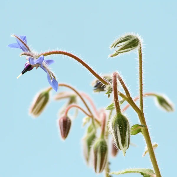 Kwiaty z ogórecznika (starflower) — Zdjęcie stockowe