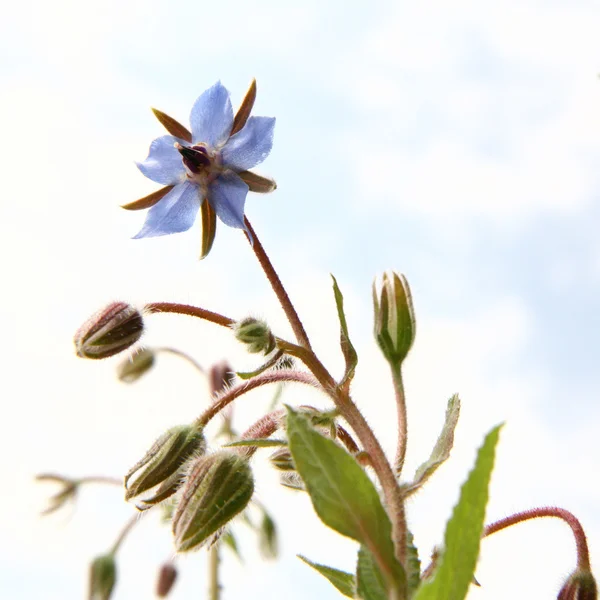 Flores borragem — Fotografia de Stock