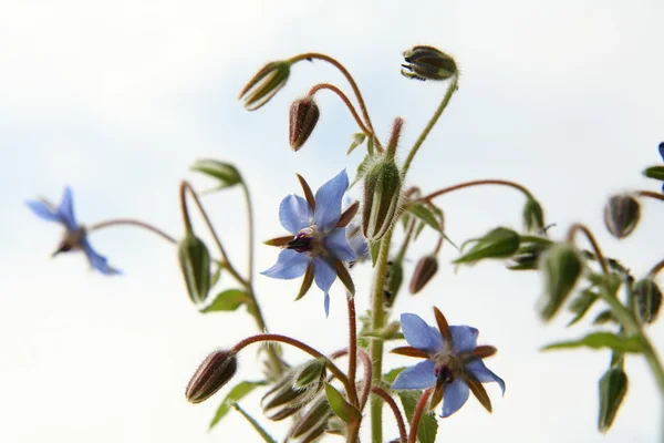 Borretsch-Blumen — Stockfoto