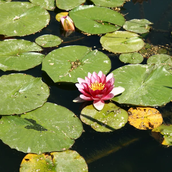 Waterlily — Stock Photo, Image