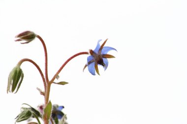 Hodan çiçekler (starflower)