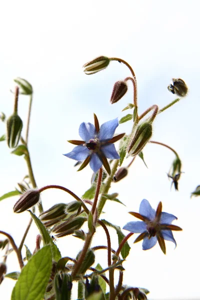 Flores de borragem (starflower ) — Fotografia de Stock