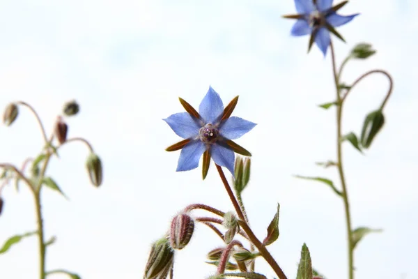 Fleurs de bourrache (étoile) ) — Photo