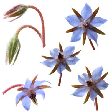 Hodan çiçekler (starflower)