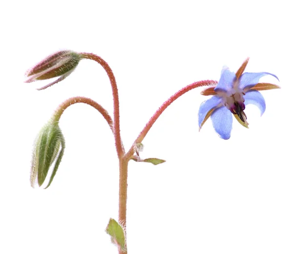 Borretsch-Blüten (Sternblume) — Stockfoto