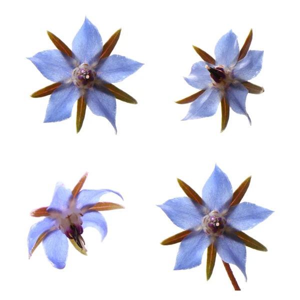 Borage flowers (starflower) — Stock Photo, Image