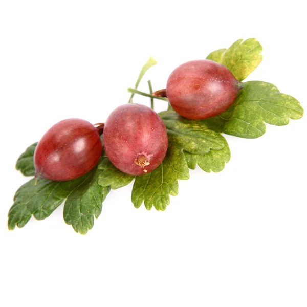 Red gooseberries on leaves — Stock Photo, Image