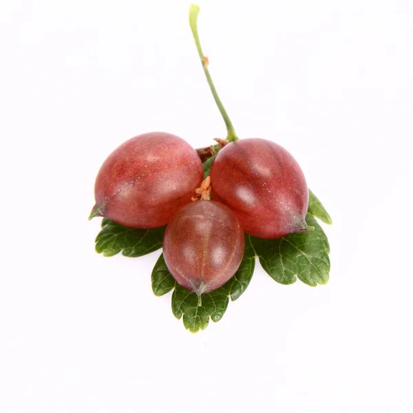 Uva spina rossa sulle foglie — Foto Stock