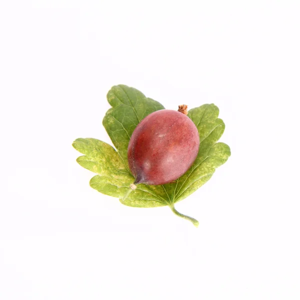 Kırmızı bektaşi üzümü — Stok fotoğraf
