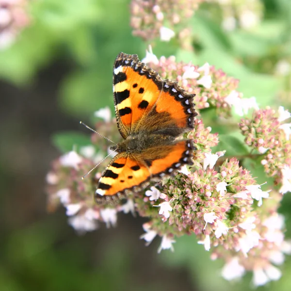 stock image Butterfly