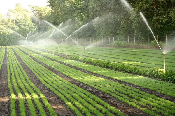 Watering of nursery plantation — Stock Photo, Image