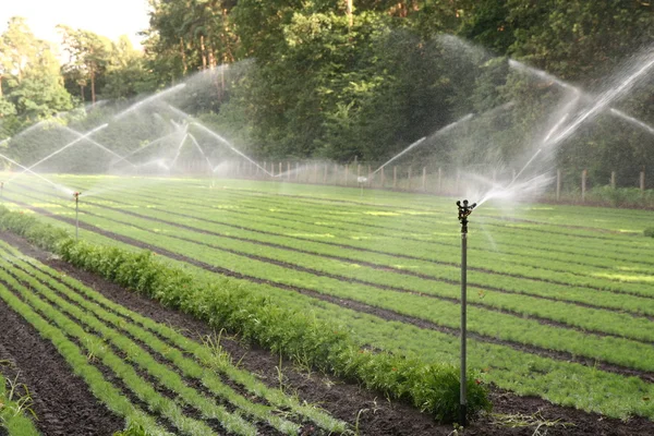 Watering of nursery plantation — Stock Photo, Image