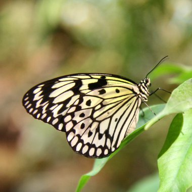 Paper Kite butterfly clipart