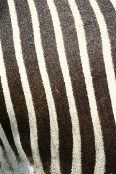 Zebra bőr — Stock Fotó