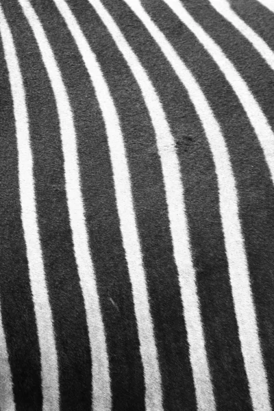 Зебра — стоковое фото