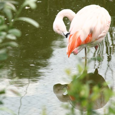 Flamingo