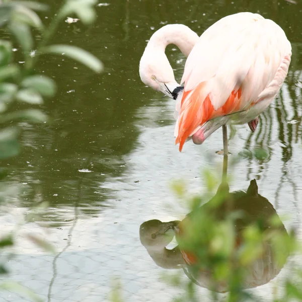 Flamingo — Stok fotoğraf