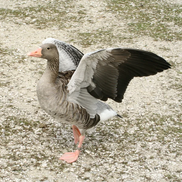 Graylag Goose — Stock Photo, Image