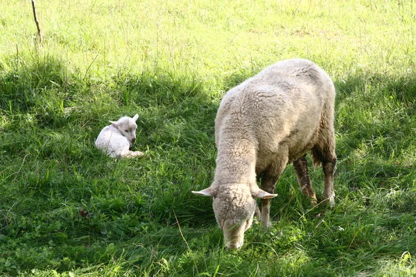 羊と子羊 — ストック写真