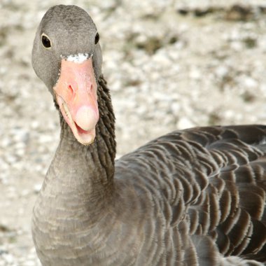 Graylag Goose clipart
