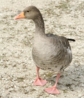 Graylag Goose clipart