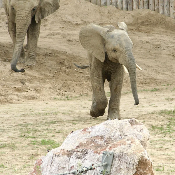 Elefante neonato — Foto Stock