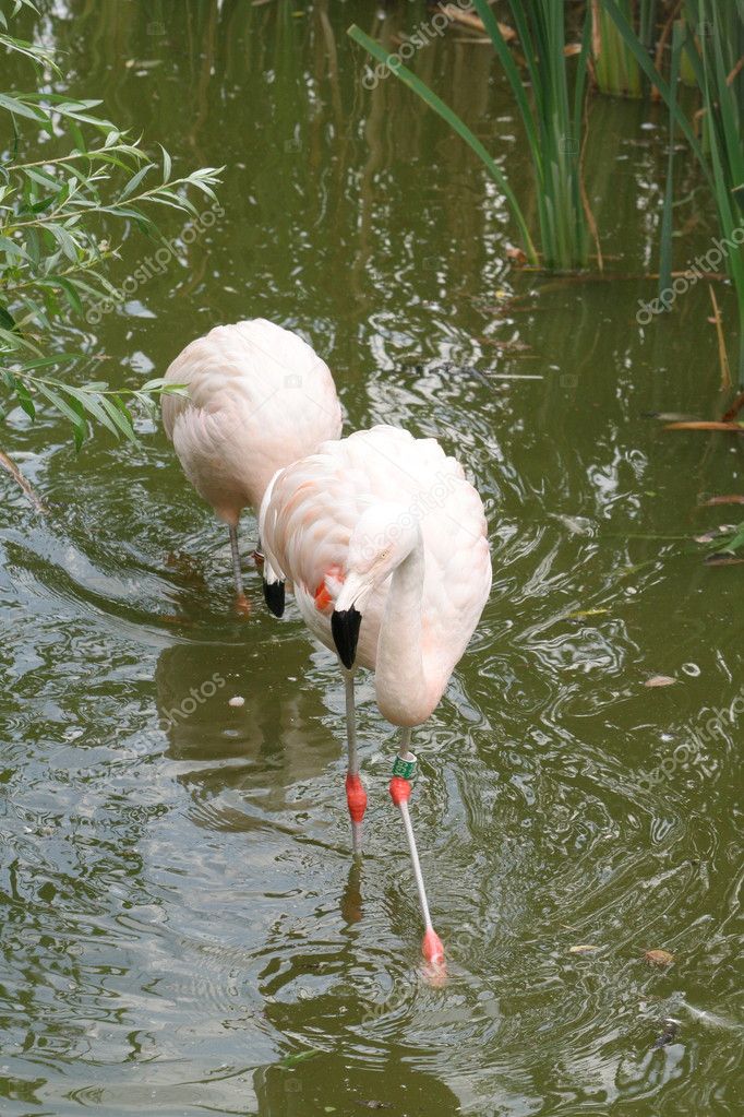 flamingoes | 图库照片 08 aleksandra duda #3711436