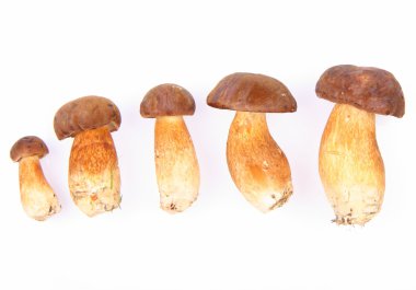 Xerocomus mushrooms clipart