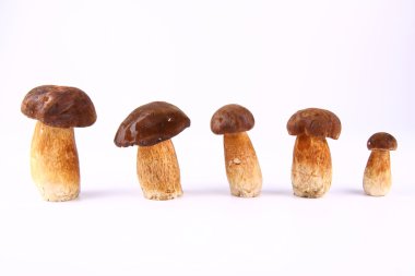 Xerocomus mushrooms clipart