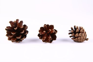 Pinecones clipart