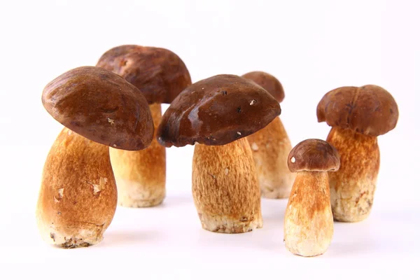 Cogumelos xerocomus — Fotografia de Stock