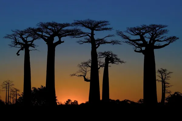 Sonnenuntergang und Baobabbäume — Stockfoto