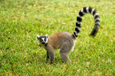 Lemur Catta (Maki) clipart