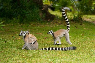 Lemur Catta (Maki) clipart