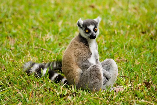 Lemur Catta (Maki) — Zdjęcie stockowe