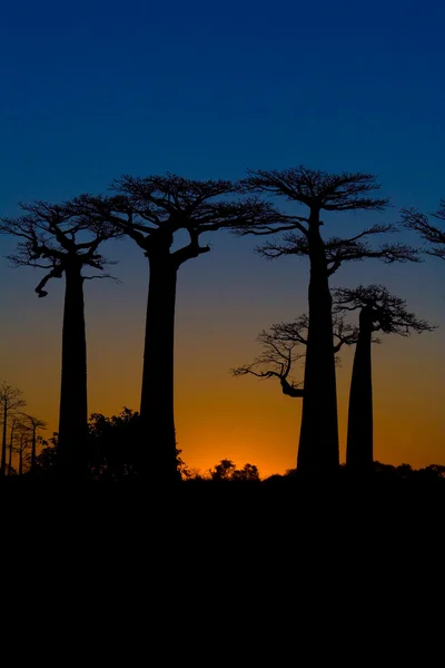 Ηλιοβασίλεμα και baobab δέντρα — Φωτογραφία Αρχείου