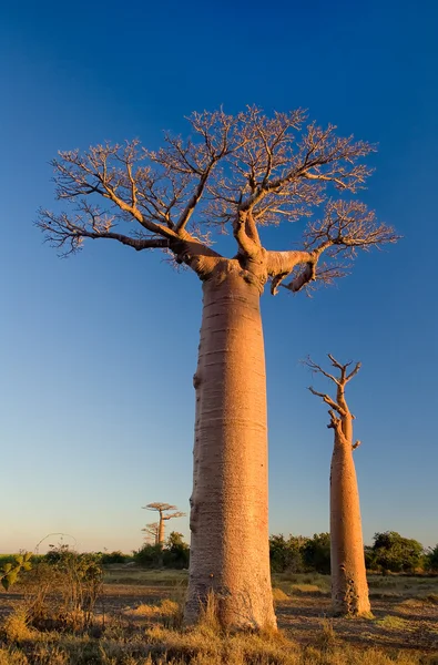 Baobab stromy — Stock fotografie