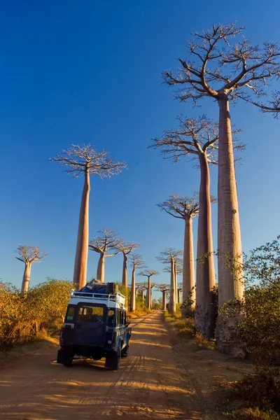 Baobab fák — Stock Fotó