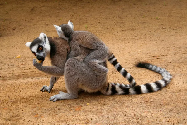 Lemur Catta (Maki) — Fotografie, imagine de stoc