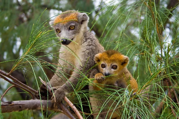 Lemur Coronatus — Stockfoto