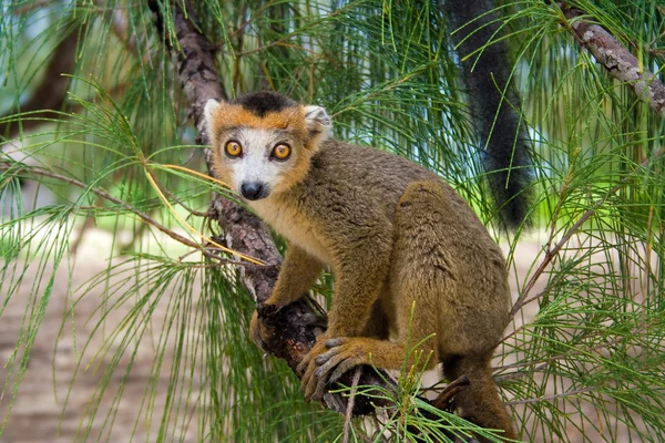 Lemur Coronatus — Stockfoto