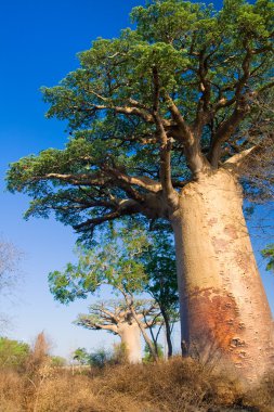 Baobab ağaçları, madagascar