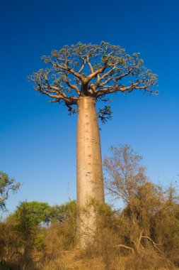 Baobab tree, Madagascar clipart